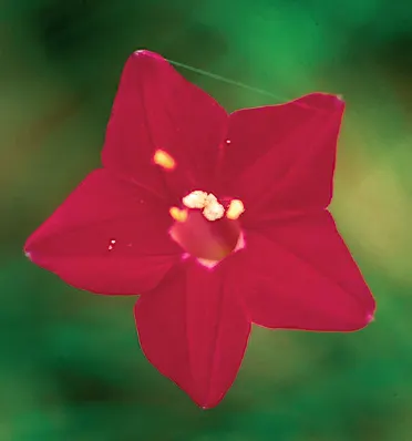 Päivänsinen ‘mutantti’ Ipomoea quamoclit, joka tuottaa punaisia kukkia, on menettänyt kykynsä tuottaa edeltäjänsä, Ipomonea purpurean, violettia/sinistä väriainetta.
