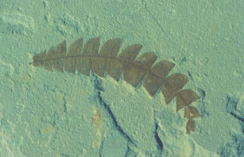 Sama Comptonia-laji fossiilina, oletettavasti miljoonia vuosia vanhempana. Evoluutiota ei ole tapahtunut.