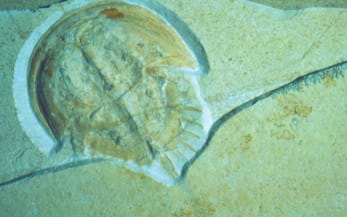 Limulus-fossiili Solnhofenin kalkkikivessä – ylempi jurakauden kerrostuma (oletettavasti noin 140 miljoonan vuoden ikäinen). Tämä on vakava haaste evoluutiolle.