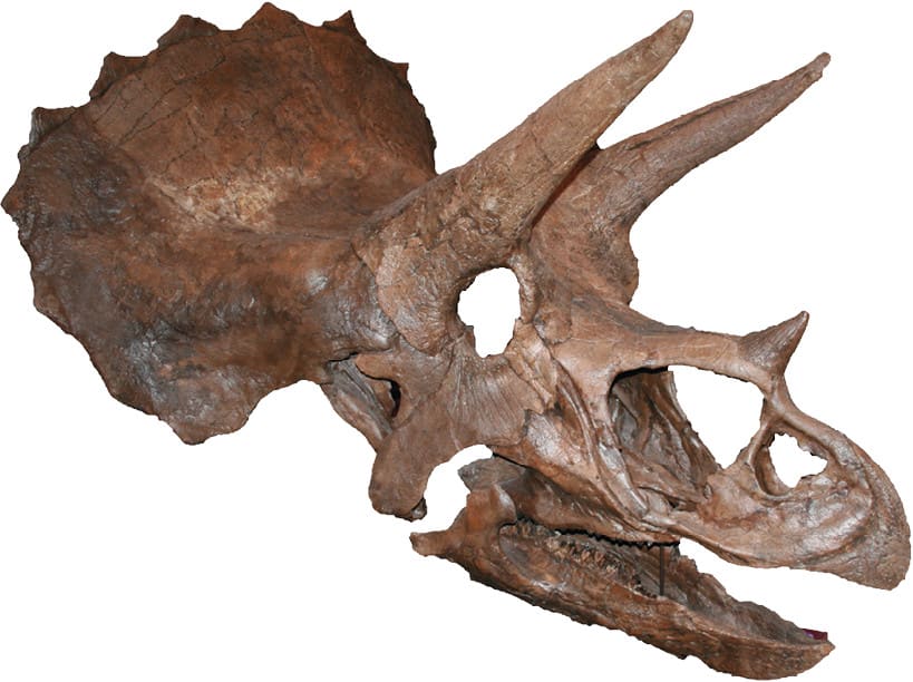 Triceratopsin kallo.