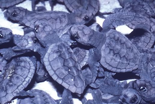 Kilpikonnan poikasia