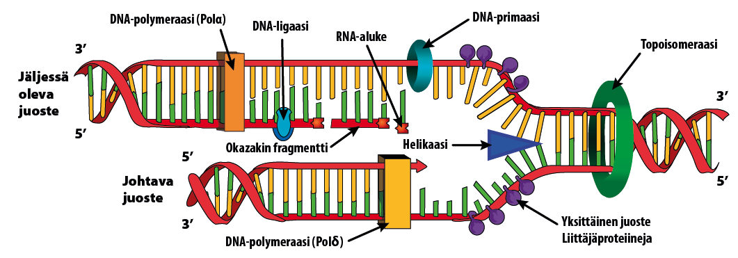 DNA:n kahdentuminen eli DNA-synteesi