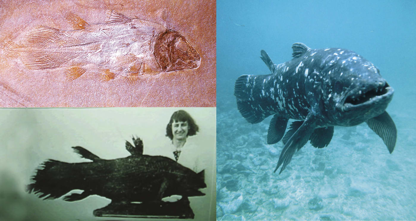 Varsieväkala (Latimeria chalumnae): Fossiili (ylävasemmalla) ja elävä varsieväkala (oikealla). Kuvat: Peter Scoones/Science Photo Library ja Wikipedia