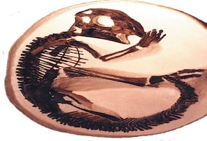 Sauropodin sikiö