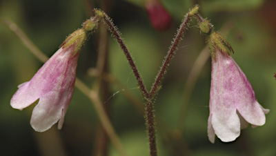 Linnaea borealis eli vanamo. Kuva ©: Wikipedia