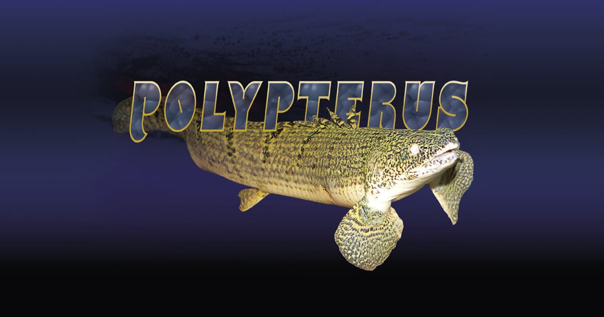 Polypterus weeksii, eli Raitaniilinhauki. Taustalla otsikko Polypterus. Kuva ©: Wikipedia/Commons