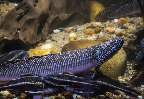Polypterus. Kuva ©: ©iStockphoto/pmvchamara
