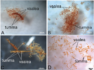 Verisuonia. Kuva ©: B. J. N. Long, et al | CC by 4.0